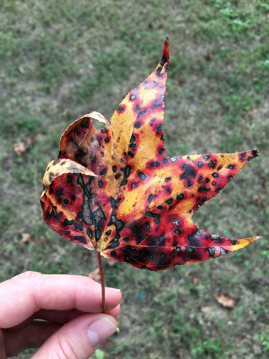 Förenta staterna, ocoee, blad, falla, höst, mänsklig hand, mänsklig kroppsdel, hand, en person, riktiga människor, kroppsdel, innehav, fokusera på förgrunden, oigenkännlig person, finger, dag, mänskligt finger, närbild, natur, personligt perspektiv, livsstilar, utomhus, växt, Byta, 2K