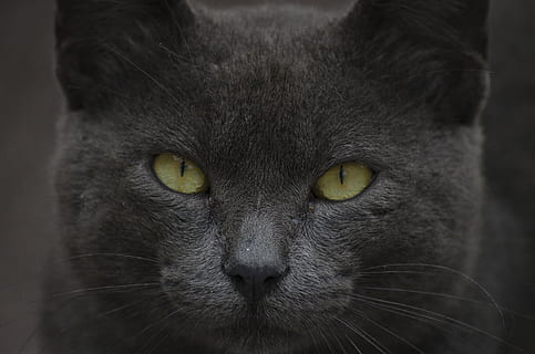 sort kat, kat, kæledyr, dyr, pattedyr, gule øjne, kitty, stirre, Manx, snude, egyptisk kat, Abyssinian, dæk, mejeri, hunde hus, kennel, hule, killing, ulv, ko, et dyr, dyre temaer, indenlandske, feline, husdyr, tæt på, indenlandske kat, dyr kropsdel, portræt, bakkenbart, hvirveldyr, kigger på kameraet, ingen mennesker, fokus på forgrunden, dyr hoved, dyr øje, dyre næse, tabby, 4K, CC0, offentligt domæne, royaltyfrie