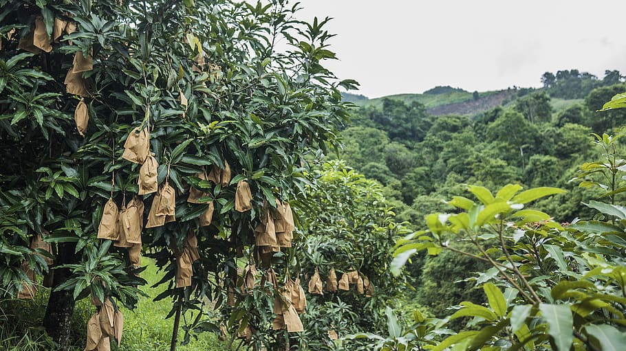 arbre de fulles verdes, durant el dia, planta, vegetació, naturalesa, terra, selva tropical, a l'aire lliure, arbre, jungla, menjar, produir, full, fruita, bossa, bossa de mà, camp, estremiment, tabac, durian, vegetals, creixement, color verd, part de la planta, dia, bellesa a la natura, cap gent, tranquil·litat, cel, escenics - natura, menjar i beguda, bosc, paisatge, 2K