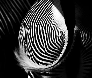 zebra hale, zebra, salzburg, zoologisk have salzburg, østrig, spiralformet, dyr, pattedyr, dyreliv, hvid, spole, striber, kontrast, sort, pude, hud, tilbage, hals, vener, moderne kunst, dyre temaer, dyr i naturen, et dyr, tæt på, hvirveldyr, stribet, ingen mennesker, dyr kropsdel, safari, naturligt mønster, planteædende, dyr markeringer, natur, dyr hoved, dag, sort baggrund, dyr øje, dyrehalsen, 4K, CC0, offentligt domæne, royaltyfrie