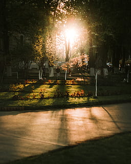 posta de sol, llum solar, arbre, planta, naturalesa, parc, ombra, parc - l'home va fer espai, carrer, cap gent, a l'aire lliure, flare de la lent, llum del carrer, sendera, sol, ciutat, herba, creixement, cel, raig de sol, bellesa a la natura, 2K, CC0, domini públic, lliure de regalies