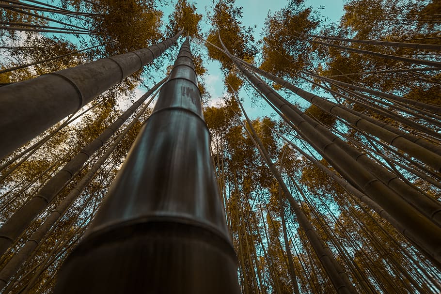 alberi di bambù, albero, Inquadratura dal basso, pianta, alto - alto, natura, foresta, nessuno, crescita, architettura, struttura costruita, giorno, all'aperto, metallo, tronco d'albero, bambù - pianta, cielo, tronco, esterno dell'edificio, terra, boschetto di bambù, grattacielo, 5K