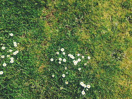 blanco, flor, verde, campo de hierba, hierba, primavera, margarita, césped, flor silvestre, verano, suelo, musgo, césped verde, parche de flores, campo, naturaleza, planta, tierra, color verde, crecimiento, vista de alto ángulo, día, planta floreciendo, belleza en la naturaleza, nadie, frescura, el color blanco, al aire libre, directamente arriba, luz del sol, fotograma completo, llanura, 2K, CC0, dominio público, libre de derechos