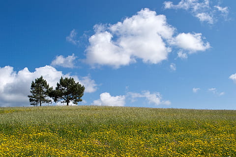 tree, pair, clouds, sky, blue, yellow, field, flower, spring, plant, land, beauty in nature, landscape, cloud - sky, environment, growth, tranquil scene, scenics - nature, tranquility, nature, grass, day, rural scene, flowering plant, agriculture, no people, outdoors, 4K, CC0, public domain, royalty free