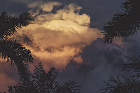 kokoso medis, balta, debesis, medis, pobūdį, lauke, augalų, dangus, oras, saulėlydis, saulės šviesa, playa del carmen, Meksika, arecaceae, palmė, aušra, raudonas dangus, susiliejimas, išvirtimas, šviesa, kumulusas, švyti, debesis - dangus, siluetas, grožis gamtoje, augimą, tropinis klimatas, ramybė, žemas kampo vaizdas, nėra žmonių, vaizdai - gamta, ramioje scenoje, palmių lapai, lapai, ne miesto scenoje, kokoso palmių, 8K, CC0, Viešasis domenas, nemokamai
