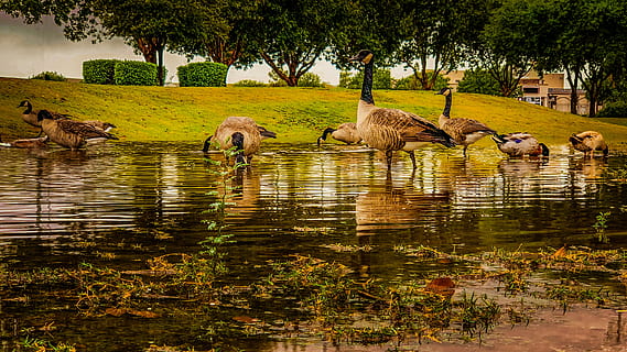 patos, parque, agua, reflexión, pájaro, naturaleza, aves acuáticas, temas de animales, animal, grupo de animales, planta, mamífero, árbol, lago, vertebrado, animales en la naturaleza, animales domesticos, mascotas, nacional, fauna animal, ganado, frente al mar, nadie, familia de animales, 4K, CC0, dominio público, libre de derechos