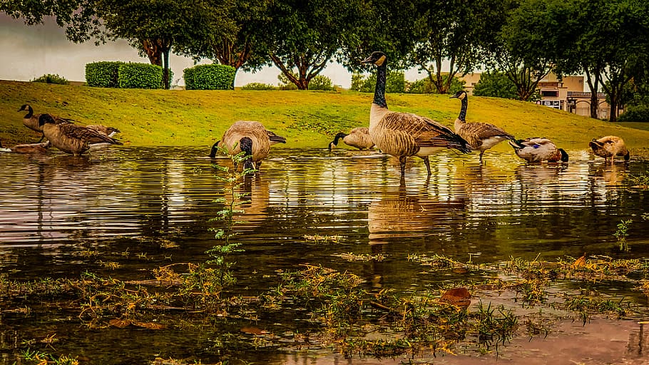 anatre, parco, acqua, riflessione, uccello, natura, uccelli acquatici, temi animali, animale, gruppo di animali, pianta, mammifero, albero, lago, vertebrato, animali allo stato selvatico, animali domestici, domestico, fauna selvatica, bestiame, lungomare, nessuno, famiglia di animali, 4K
