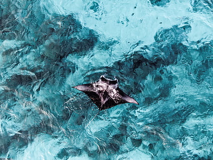 schwarzer Fadenstrahl, Wasser, Schwimmen, Meer, unter wasser, High Angle View, Ufergegend, Natur, eine Person, Tag, Schwimmbad, Freizeitbeschäftigung, Bewegung, Tier, draußen, Vorderansicht, junger Erwachsener, Tierthemen, ein Tier, Marine, 4K, CC0, gemeinfrei, lizenzfrei