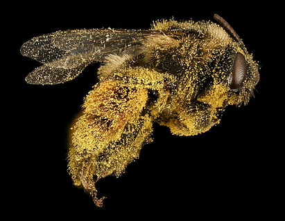 bi, bestøvning, makro, humlebi, behåret, monteret, dyreliv, natur, insekt, USGS, tæt på, vinger, melissodes desponsa, mengis, lille, delikat, entomologi, sort baggrund, studio skud, indendørs, ingen mennesker, dyr, dyre temaer, hvirvelløse, et dyr, dyr i naturen, skønhed i naturen, plante, skrøbelighed, blomst, sårbarhed, vækst, skåret ud, blomsterhoved, marine, 2K, CC0, offentligt domæne, royaltyfrie