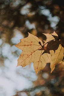 brown, maple leaf, focus photography, beetle, leaf, insect, bug, nature, detail, fall, autumn, closeup, yellow, bokeh, vibe, silhouette, tree, plant part, change, dry, focus on foreground, close-up, day, leaf vein, beauty in nature, plant, no people, leaves, vulnerability, outdoors, fragility, selective focus, natural condition, autumn collection, 5K, CC0, public domain, royalty free