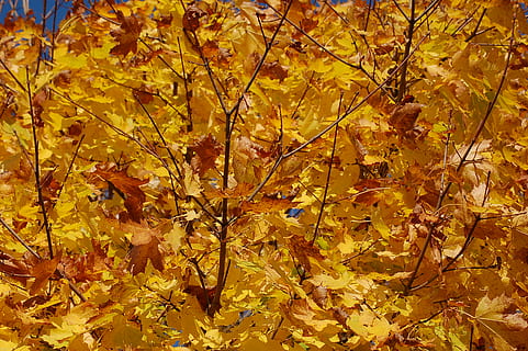 leaf, plant, tree, maple, maple leaf, nature, forest, maple leaves, autumn, leaves, pottery, potted plant, vase, jar, coat, overcoat, apparel, clothing, suit, furniture, change, plant part, yellow, beauty in nature, full frame, backgrounds, no people, day, orange color, branch, close-up, tranquility, growth, outdoors, natural condition, autumn collection, fall, 2K, CC0, public domain, royalty free