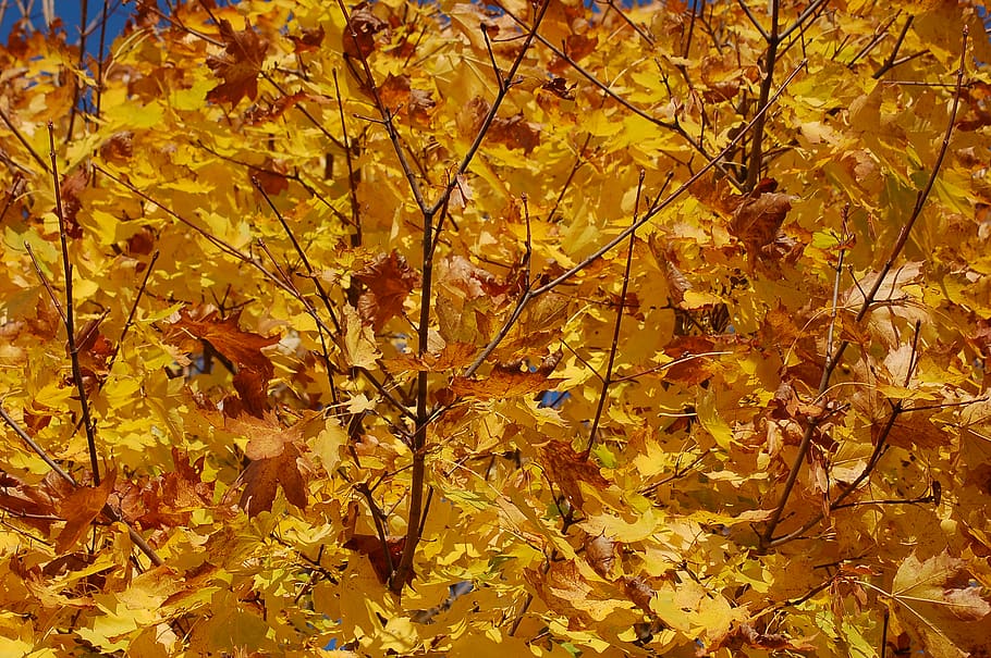leaf, plant, tree, maple, maple leaf, nature, forest, maple leaves, autumn, leaves, pottery, potted plant, vase, jar, coat, overcoat, apparel, clothing, suit, furniture, change, plant part, yellow, beauty in nature, full frame, backgrounds, no people, day, orange color, branch, close-up, tranquility, growth, outdoors, natural condition, autumn collection, fall, 2K