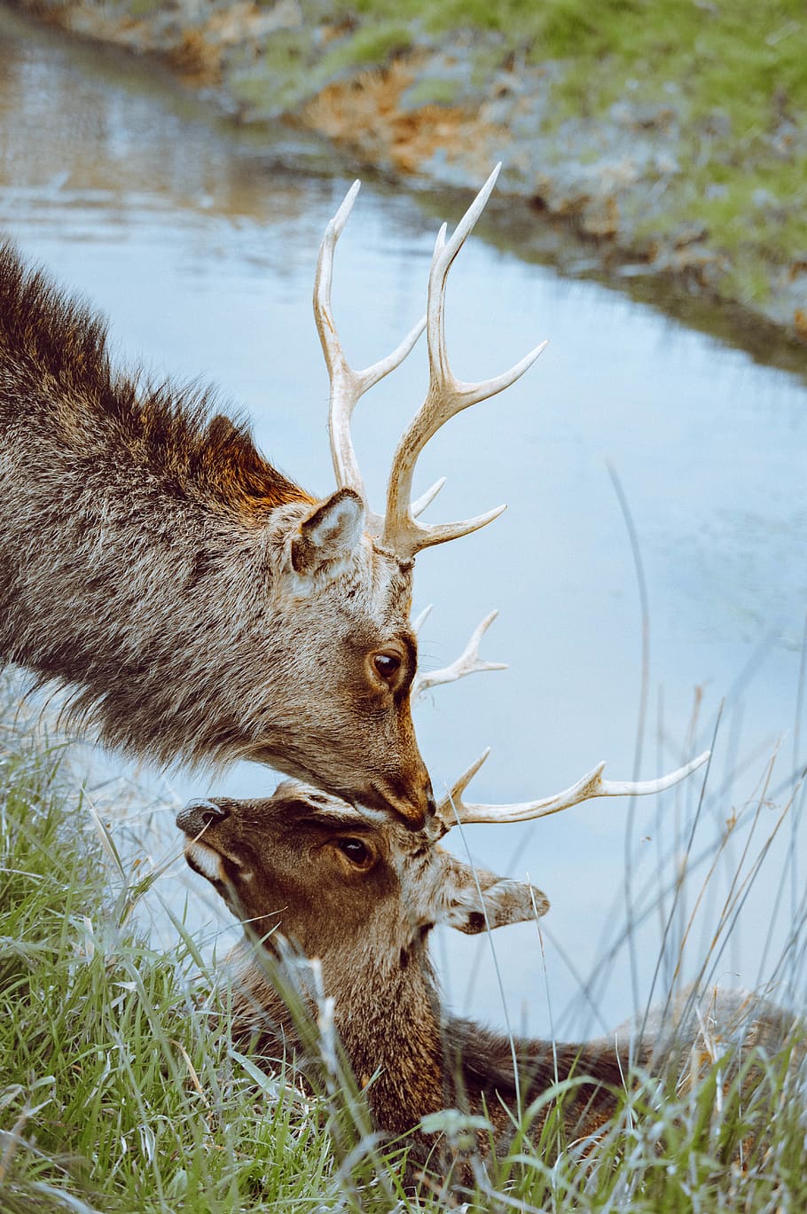 due cervi marroni, temi animali, cervo, animale, fauna selvatica, mammifero, un animale, ramificazione, erba, animali allo stato selvatico, pianta, vertebrato, campo, natura, lago, acqua, cornuto, terra, nessuno, all'aperto, erbivoro, testa di animale, 5K
