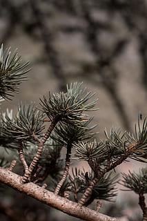 sort, hvid, Palme træ, plante, træ, nåletræ, fyrretræ, gran, abies, lærk, vegetation, Busk, agavaceae, mos, dråbe, van, køretøj, transportmidler, spire, blomstre, blomst, knop, vækst, fokus på forgrunden, dag, afdeling, ingen mennesker, tæt på, natur, skønhed i naturen, selektiv fokusering, udendørs, ro, skarp, spiked, torn, botanik, nål - plante del, strittende, 5K, CC0, offentligt domæne, royaltyfrie