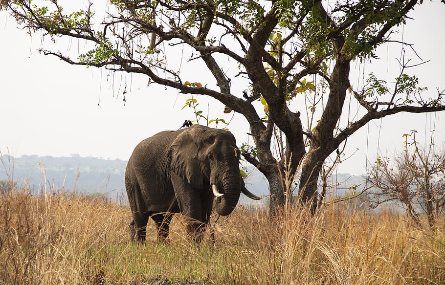 elefant negre, vida salvatge, elefant, animal, mamífer, sabana, uganda, naturalesa, a l'aire lliure, pastures, camp, pakwach, el parc nacional de murchison falls, safari, vegetació, planta, arbust, desert, tronc de l'arbre, arbre, terra, temes d'animals, animals a la natura, fauna animal, un animal, vertebrats, herba, cap gent, dia, cel, branca, elefant africà, herbívors, tronc d’animals, 4K