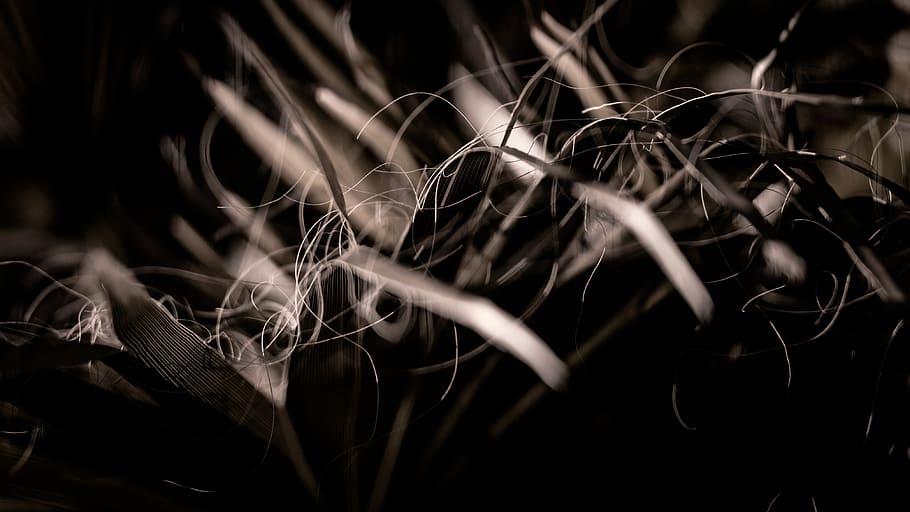 espanya, vinaròs, cactus, palmeres, palmell, palmera, full, fulles, arbre, arbres, agut, platja, fosc, nit, nitidesa, helios 44, lent soviètic, sense mirall, fons de pantalla, omplir, enfocament selectiu, primer pla, creixement, planta, naturalesa, cap gent, part de la planta, bellesa a la natura, a l'aire lliure, dia, fons, centrar-se en primer pla, vulnerabilitat, fragilitat, patró, camp, marc complet, terra, enredat, 4K