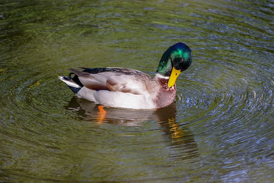 estany, reflexió, aigua, l'ànec real, aus aquàtiques, cam, preen, llac, ocell, animals a la natura, temes d'animals, vertebrats, animal, fauna animal, nedar, aus de corral, ànec, davant del mar, ànec real, ocell aquàtic, un animal, cap gent, naturalesa, dia, animal masculí, flotant a l'aigua, ocell d’aigua dolça, 4K