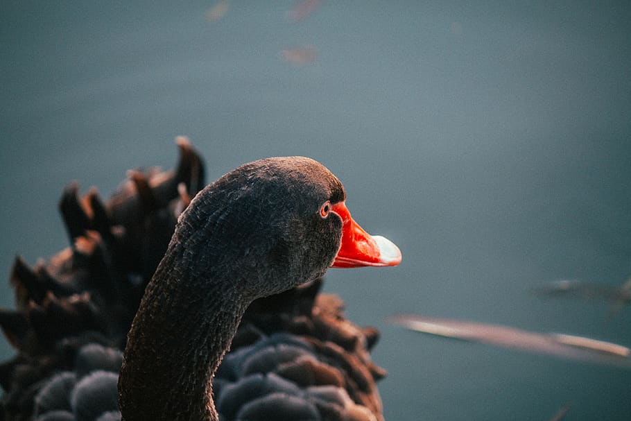 cigne negre, ocell, animal, aus aquàtiques, cigne, Melbourne, Austràlia, albert park, llac, bec, anseriformes, verd blavós, l'ànec real, ànec, ramat, koi, carpa, peix, planta, flor, temes d'animals, vertebrats, animals a la natura, fauna animal, aigua, un animal, centrar-se en primer pla, naturalesa, dia, primer pla, cap gent, ocell aquàtic, coll d'animals, marí, 5K