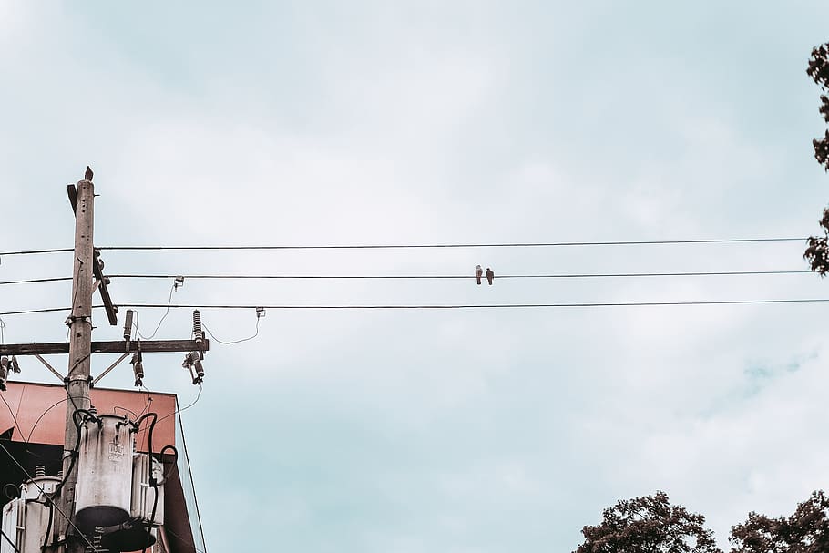 schwarz, Vogel, Postkabel, Flachwinkelansicht, Himmel, wolke - himmel, Kabel, Natur, Elektrizität, Stromleitung, Tag, Wirbeltier, Verbindung, keine Leute, Baum, Tierthemen, Tier, Tiere in freier Wildbahn, draußen, Tierwelt, Technologie, hocken, Netzteil, Telefonleitung, Vogelschwarm, 4K
