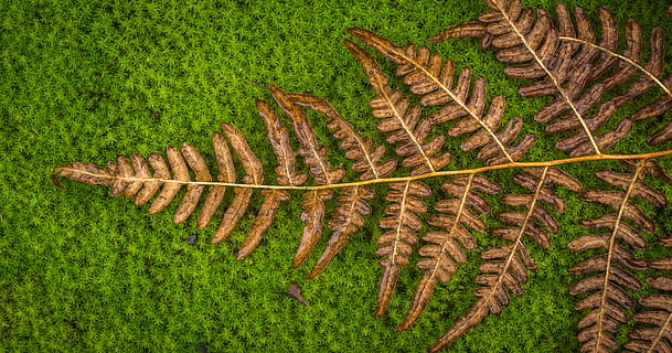 molsa, bracken, verd, naturalesa, full, falguera, plantes, marró, planta, terra, creixement, camp, color verd, paisatge, vista d’angle alt, cap gent, agricultura, bellesa a la natura, medi ambient, dia, escena rural, tranquil·litat, escena tranquil·la, escenics - natura, granja, herba, cultiu, a l'aire lliure, plantació, 4K, CC0, domini públic, lliure de regalies