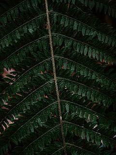 Grün, belaubt, Ast, Pflanze, Farn, Muster, Venen, fraktal, Ornament, Blatt, Gras, Baum, Redwood, Skelett, Röntgen, Röntgenfilm für medizinische Bildgebung, CT-Scan, Blume, blühen, Wasser, draußen, welligkeit, Tier, Pflanzenteil, grüne Farbe, Wachstum, keine Leute, Hintergründe, Nahansicht, Blattvene, Vollbild, Natur, Schönheit in der Natur, natürliches Muster, Tag, High Angle View, Palmblatt, 8K, CC0, gemeinfrei, lizenzfrei