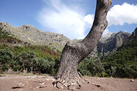 arbres, arbre, majorca, mallorca, naturalesa, paisatge, mar, platja, vora del mar, sorres, sol, cel, cel blau, planta, escenics - natura, muntanya, núvol - cel, escena tranquil·la, tranquil·litat, bellesa a la natura, tronc de l'arbre, tronc, escena no urbana, dia, cap gent, medi ambient, terra, creixement, remot, a l'aire lliure, escorça, 5K, CC0, domini públic, lliure de regalies