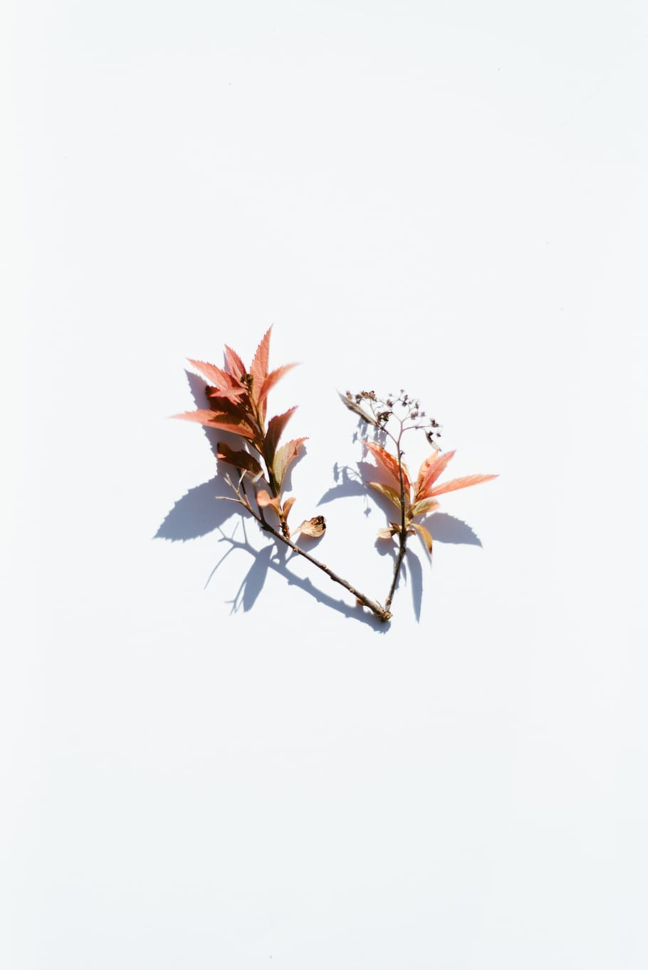 fulles marrons, full, planta, naturalesa, flor, pètal, símbol, fletxa, a l'aire lliure, invertebrat, insecte, animal, taronja, art, patró, disseny floral, gràfics, aranya, aràcnids, temps, fragilitat, planta amb flors, vulnerabilitat, bellesa a la natura, frescor, tir de l'estudi, fons blanc, primer pla, creixement, cap gent, cap de flor, inflorescència, còpia espai, a l'interior, tallar, pol·len, 5K