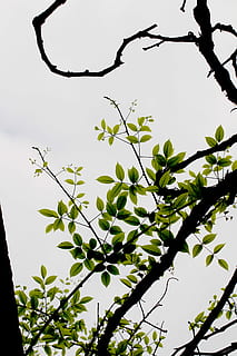 arbre, plante, croissance, partie de la plante, feuille, faible angle de vue, la nature, branche, ciel, personne, journée, beauté dans la nature, en plein air, tranquillité, ciel clair, se concentrer sur le premier plan, fermer, couleur verte, brindille, silhouette, 5K, CC0, domaine public, libre de droits