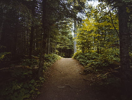 empty, pathway, trees, daytime, path, road, gravel, dirt road, nature, forest, tree, united states, minnesota, landscape, vegetation, flora, land, outdoors, plant, trek, outdoor, woodland, journey, wild, direction, growth, tranquility, the way forward, beauty in nature, tranquil scene, no people, footpath, non-urban scene, scenics - nature, day, green color, tree trunk, trunk, diminishing perspective, trail, 4K, CC0, public domain, royalty free