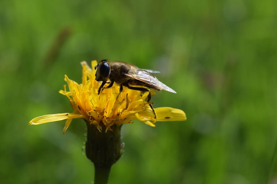 abella, insecte, mel d'abella, hoverfly, polinització, flor, florir, temes d'animals, un animal, animal, animals a la natura, planta amb flors, fauna animal, planta, invertebrat, bellesa a la natura, centrar-se en primer pla, cap de flor, pètal, groc, primer pla, creixement, fragilitat, vulnerabilitat, cap gent, a l'aire lliure, pol·len, Abellot, 5K