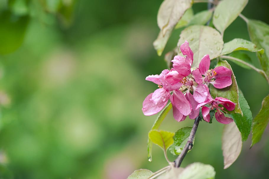 primavera, Mela, fiore, fioritura, rosa, pioggia, gocce, triste, ramo, albero, giardino, malus, fogliame, verde, natura, pianta, pianta fiorita, colore rosa, bellezza nella natura, crescita, vulnerabilità, fragilità, freschezza, petalo, avvicinamento, infiorescenza, testa di fiore, giorno, messa a fuoco selettiva, nessuno, concentrarsi sulle conoscenze acquisite, parte vegetale, foglia, all'aperto, 5K
