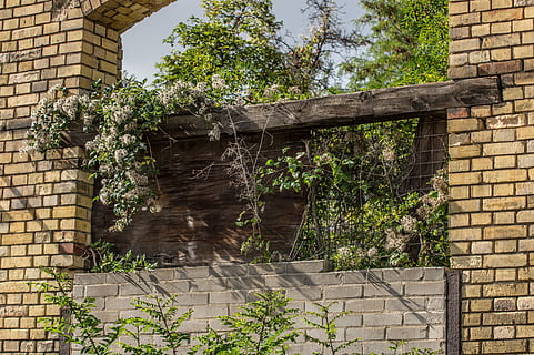 průlom zdi, okno, zlomený, pomíjivost, nemocný, nepoužitý, prošel, rozchod, opuštěný, rozpad, architektura, rostlina, stavba, strom, cihlový, cihlová zeď, zeď, růst, den, exteriér budovy, nástěnný prvek, nikdo, Příroda, budova, břečťan, venku, nízký úhel pohledu, starý, kamenná zeď, zničil, 5K, CC0, veřejná doména, bez autorských práv