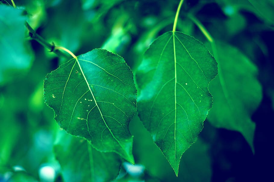 plantes de fulla verda, full, planta, venes, arbre, verd, fons de pantalla, estiu, fulla d'auró, flor, antera, tabac, llum solar, lent de contacte, primavera, sabó, invertebrat, insecte, anisòpters, animal, part de la planta, color verd, primer pla, naturalesa, creixement, cap gent, vena de la fulla, centrar-se en primer pla, bellesa a la natura, menjar, frescor, menjar i beguda, a l'aire lliure, dia, fons, fruita, patró natural, enfocament selectiu, 4K