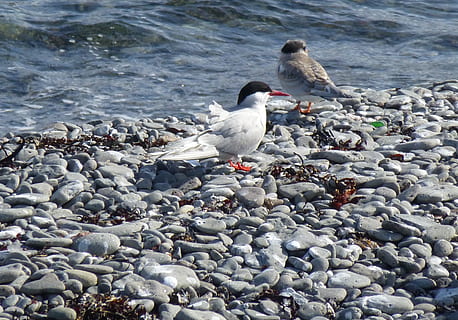pasăre, arctic tern, gagică, plajă, mare, vigur, sanctuar, animale sălbatice, animale în sălbăticie, animale tematice, animal, animale vertebrate, solid, apă, stâncă, grup de animale, obiect de rocă, zi, natură, obiect de piatră, nici o persoana, prundiș, teren, în aer liber, pescăruş de mare, 2K, CC0, domeniu public, fără drepturi de autor