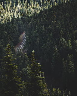 aereo, foto, foresta, strada, albero, montagna, cima dell'albero, pino, bosco, Esplorare, viaggio, verde, natura, paesaggio, viaggio su strada, fuco, PNW, all'aperto, mezzi di trasporto, Paesaggi, estate, scena rurale, autostrada, colore verde, nessuno, collina, 4K, CC0, dominio pubblico, privo di copyright