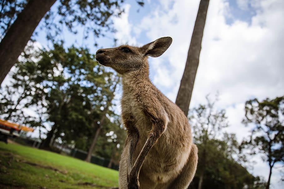 cangur marró, cangur, animal, wallaby, mamífer, paó, ocell, llosa, llama, alpaca, zoo, planta, arbre, roure, ganxo, urpa, alces, vida salvatge, la vida marina, peix espasa, peix, un animal, temes d'animals, animals a la natura, fauna animal, naturalesa, vertebrats, centrar-se en primer pla, cap gent, dia, de peu, mirant, cel, terra, a l'aire lliure, mirant cap a fora, cap d’animals, herbívors, 5K