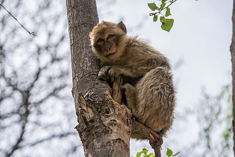 Brun, abe, træ, dyr, pattedyr, dyreliv, ouzoud vandfald, Marocco, Ouzoud, bavian, jungle, atlas, Afrika, nuttet, ferie, fauna, grene, darwin, grøn, være menneske, dyre temaer, dyr i naturen, plante, afdeling, et dyr, lav vinkel visning, natur, primat, fokus på forgrunden, træstamme, bagagerum, ingen mennesker, dag, hvirveldyr, udendørs, 5K, CC0, offentligt domæne, royaltyfrie