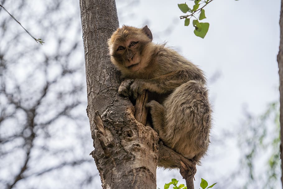 marró, mico, arbre, animal, mamífer, vida salvatge, cascada d'ouzoud, marocco, ouzoud, babuí, jungla, atles, Àfrica, bonic, vacances, fauna, animals, branques, darwin, verd, ser humà, temes d'animals, animals a la natura, planta, fauna animal, branca, un animal, vista d’angle baix, naturalesa, primat, centrar-se en primer pla, tronc de l'arbre, tronc, cap gent, dia, vertebrats, a l'aire lliure, 5K