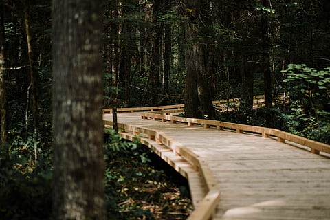 brown, wooden, dock, middle, forest, bridge, path, tree, woodland, walk, trip, trek, adventure, explore, wanderlust, outdoors, nature, androidwallpaper, hdwallpaper, background, wallpaper, discovery, discover, nationalpark, wood - Material, footpath, green Color, landscape, summer, scenics, no People, boardwalk, park - Man Made Space, bridge - Man Made Structure, hiking, travel, beauty In Nature, wilderness Area, environment, tranquil Scene, day, footbridge, 5K, CC0, public domain, royalty free