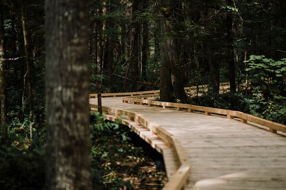 brown, wooden, dock, middle, forest, bridge, path, tree, woodland, walk, trip, trek, adventure, explore, wanderlust, outdoors, nature, androidwallpaper, hdwallpaper, background, wallpaper, discovery, discover, nationalpark, wood - Material, footpath, green Color, landscape, summer, scenics, no People, boardwalk, park - Man Made Space, bridge - Man Made Structure, hiking, travel, beauty In Nature, wilderness Area, environment, tranquil Scene, day, footbridge, 5K