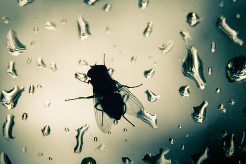 volar, pluja, finestra, gotes de pluja, vidre, aigua, error, temes d'animals, insecte, animal, invertebrat, fauna animal, un animal, animals a la natura, cap gent, longitud completa, naturalesa, a l'interior, primer pla, color negre, tirar, tir de l'estudi, dia, 2K, CC0, domini públic, lliure de regalies