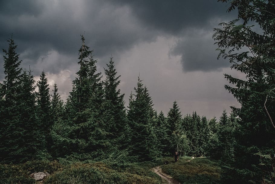 camí al bosc, abies, planta, avet, arbre, pi, Polònia, conífera, naturalesa, temps, verd, muntanyes, gris, núvols, canviant d'humor, tempestuós, strom, ruta, Camí, arbres, persona, núvol - cel, bosc, bellesa a la natura, cel, terra, arbre de coníferes, creixement, escenics - natura, tranquil·litat, cap gent, medi ambient, escena tranquil·la, dia, escena no urbana, bosc de pi, a l'aire lliure, arbre de fulla perenne, fusta de pi, 4K