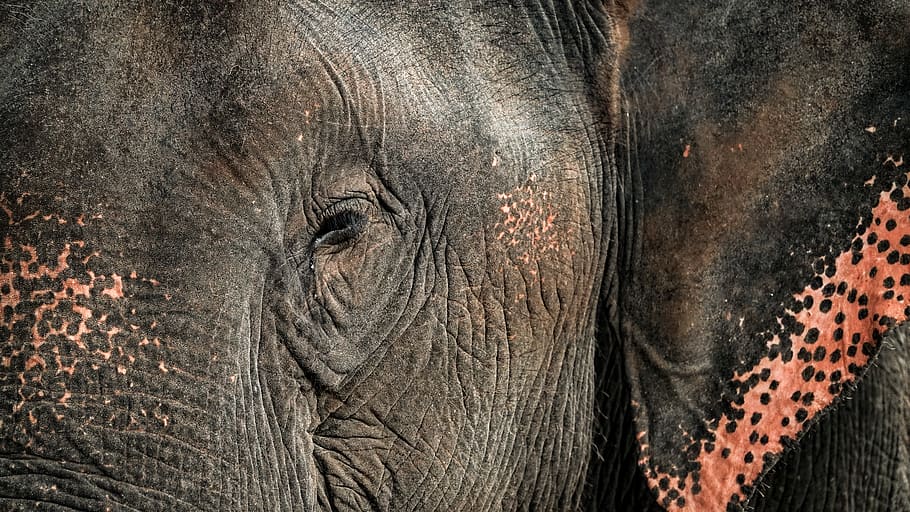 elefant negre, elefant, mamífer, animal, vida salvatge, Tailàndia, parc de rescat d'elefants, Chiang Mai, llàgrima, arruga, ull, zebra, planta, flor, iris, circ, activitats de lleure, hipopòtam, rinoceront, ramat, temes d'animals, fauna animal, un animal, animals a la natura, vertebrats, part del cos dels animals, cap gent, primer pla, cap d’animals, safari, pell d’animals, dia, ull d’animals, textura, fons, tronc d’animals, herbívors, elefant africà, vista del perfil, efecte texturat, 5K