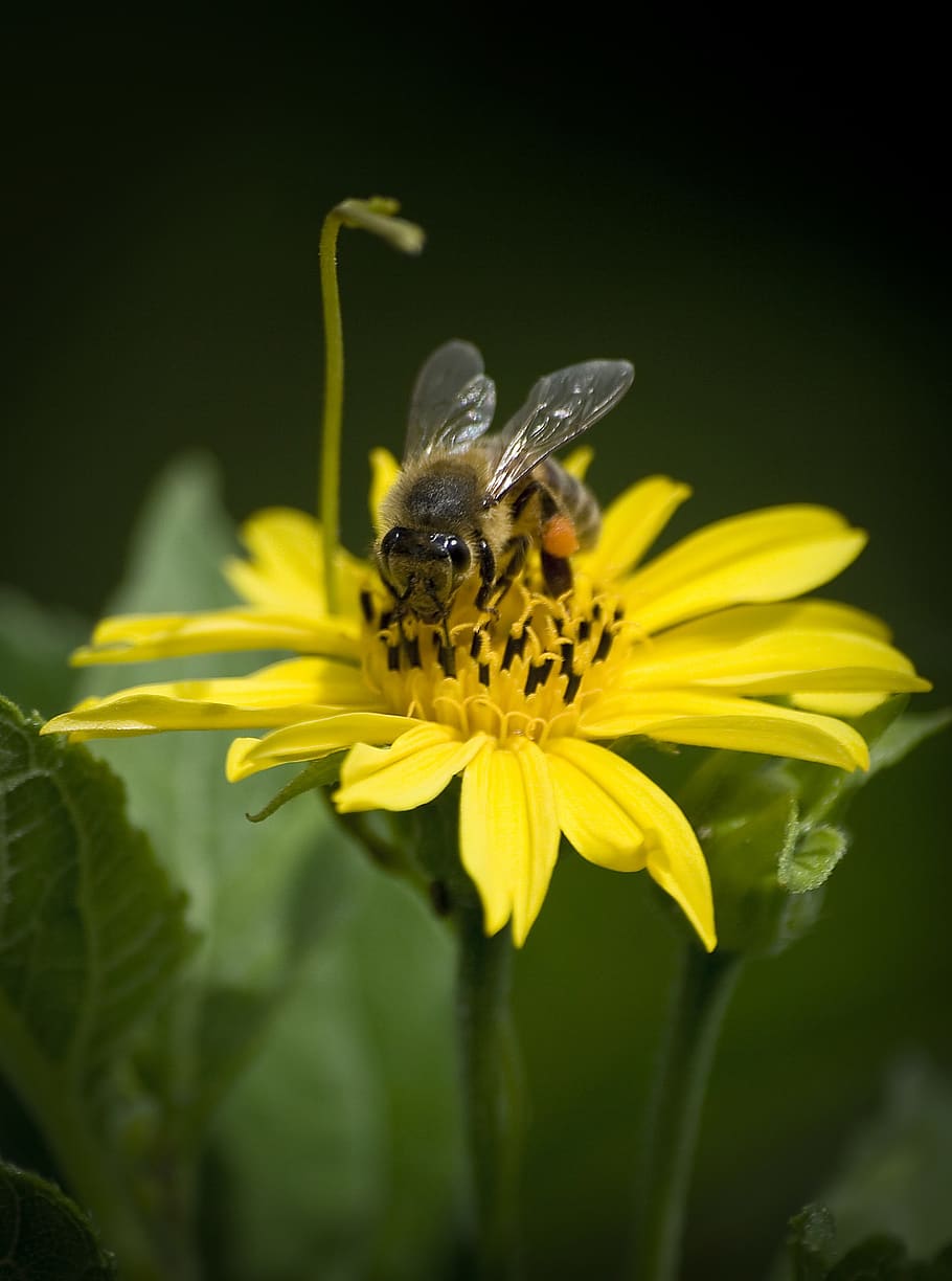 Heilige Lucia, Blume, Insekt, blühende Pflanze, wirbellos, Tierwelt, Tier, Tierthemen, Tiere in freier Wildbahn, Blütenblatt, Zerbrechlichkeit, ein Tier, Schönheit in der Natur, Verletzlichkeit, Blütenkopf, Pflanze, Frische, Gelb, Nahansicht, Blütenstand, Wachstum, Bestäubung, keine Leute, Pollen, Tierflügel, draußen, 2K