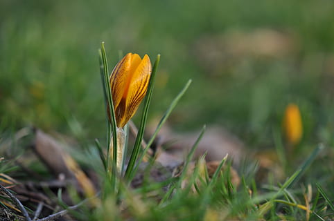 crocus, primavera, flors, safrà, jardí, groc, temporada, herba, flors de primavera, floració, plantes, flora, vegetals, naturalesa, flor, bokeh, planta, creixement, planta amb flors, fragilitat, vulnerabilitat, terra, frescor, bellesa a la natura, camp, primer pla, color taronja, cap de flor, inflorescència, enfocament selectiu, dia, cap gent, pètal, iris, 4K, CC0, domini públic, lliure de regalies