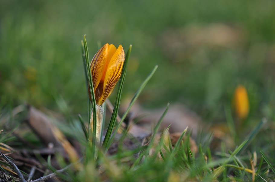 crocus, primavera, flors, safrà, jardí, groc, temporada, herba, flors de primavera, floració, plantes, flora, vegetals, naturalesa, flor, bokeh, planta, creixement, planta amb flors, fragilitat, vulnerabilitat, terra, frescor, bellesa a la natura, camp, primer pla, color taronja, cap de flor, inflorescència, enfocament selectiu, dia, cap gent, pètal, iris, 4K