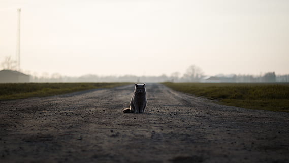 Dinamarca, aakirkeby, bodernevej, , carretera, Carretera bruta, de peu, gat, solitari, cel, naturalesa, un animal, temes d'animals, paisatge, cap gent, animal, cel clar, còpia espai, tranquil·litat, enfocament selectiu, transport, medi ambient, dia, herba, solitud, mamífer, camp, nacional, a l'aire lliure, nivell superficial, 5K, CC0, domini públic, lliure de regalies