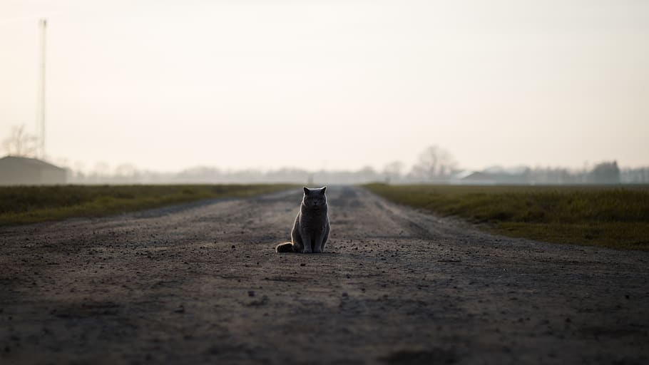 Dinamarca, aakirkeby, bodernevej, , carretera, Carretera bruta, de peu, gat, solitari, cel, naturalesa, un animal, temes d'animals, paisatge, cap gent, animal, cel clar, còpia espai, tranquil·litat, enfocament selectiu, transport, medi ambient, dia, herba, solitud, mamífer, camp, nacional, a l'aire lliure, nivell superficial, 5K