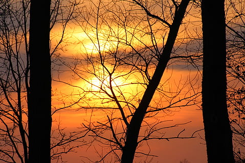 evening, sunset, tree, spring, landscape, mood, the silence, twilight, sky, light, nature, trunk, tree trunk, silhouette, bare tree, plant, beauty in nature, orange color, scenics - nature, no people, branch, tranquility, tranquil scene, idyllic, outdoors, non-urban scene, forest, 4K, CC0, public domain, royalty free
