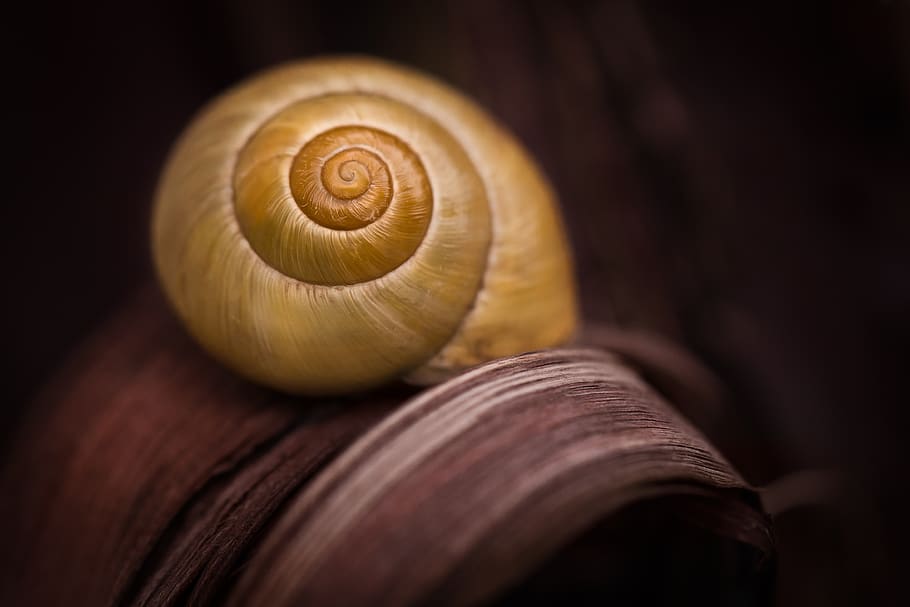 cargol, shell, groc, vinya, animal, naturalesa, closca de cargol, criatura, lentament, espiral, fauna animal, primer pla, temes d'animals, closca d’animals, cap gent, mol·lusc, remolí, invertebrat, enfocament selectiu, material de fusta, tir de l'estudi, patró, animals a la natura, patró natural, fons negre, centrar-se en primer pla, marró, menjar francès, 4K